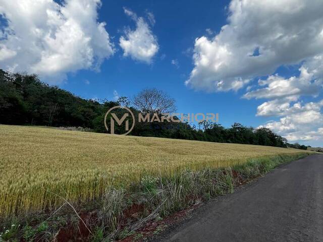 #1080 - Chácara para Venda em Céu Azul - PR - 1