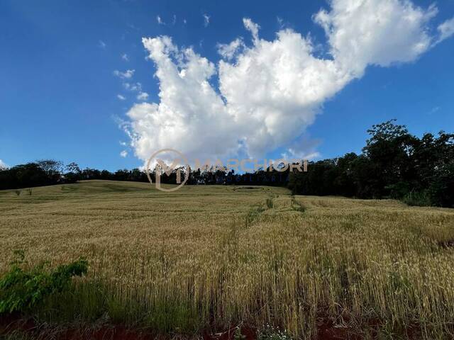 #1080 - Chácara para Venda em Céu Azul - PR - 3