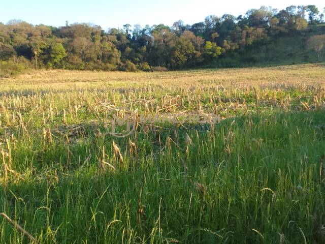 #1100 - Chácara para Venda em Cascavel - PR - 3